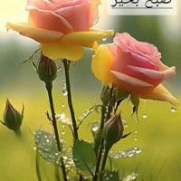 بهار⭕مرجوع نه کمد